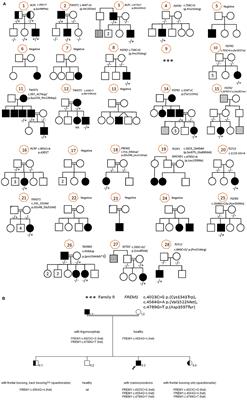 Clinical and Genetic Characterization of Craniosynostosis in Saudi Arabia